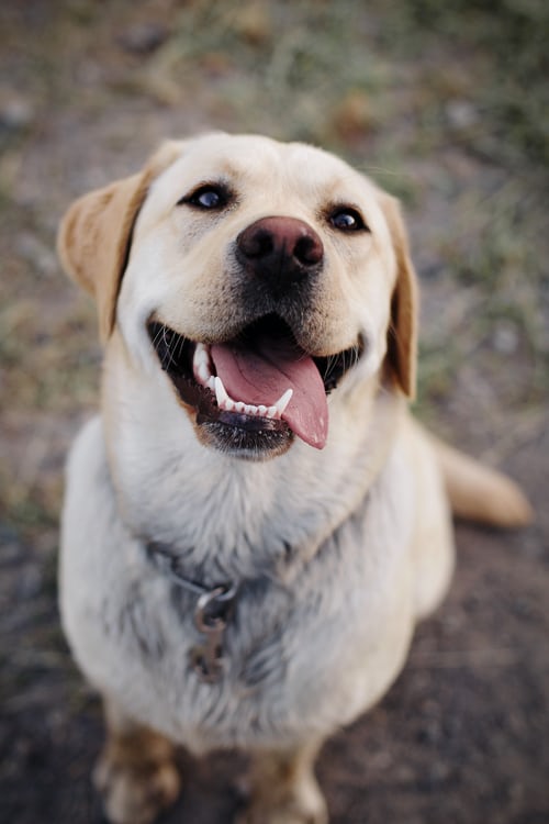 High Quality Happy dog Blank Meme Template