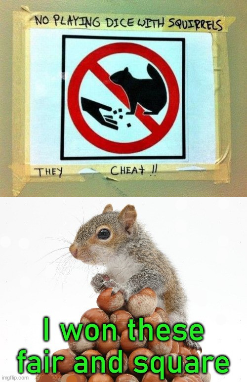 image tagged in squirrel,cheaters | made w/ Imgflip meme maker