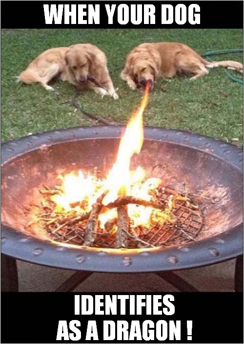 Puff The Magic Golden Retriever ! | WHEN YOUR DOG; IDENTIFIES AS A DRAGON ! | image tagged in dogs,dragons,identity | made w/ Imgflip meme maker