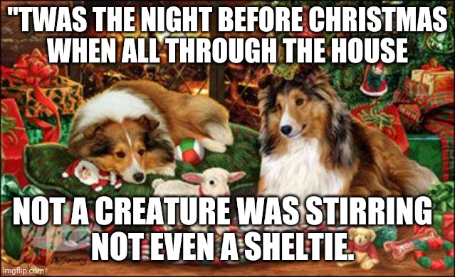 Sheltie Christmas | "TWAS THE NIGHT BEFORE CHRISTMAS
WHEN ALL THROUGH THE HOUSE; NOT A CREATURE WAS STIRRING
NOT EVEN A SHELTIE. | image tagged in sheltie,christmas,night before | made w/ Imgflip meme maker
