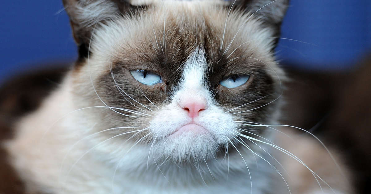 Grumpy cat Blank Meme Template