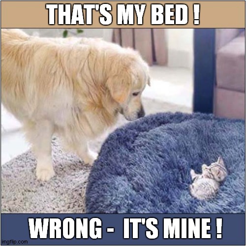 Possession ! | THAT'S MY BED ! WRONG -  IT'S MINE ! | image tagged in cats,dogs,bed,possessed | made w/ Imgflip meme maker