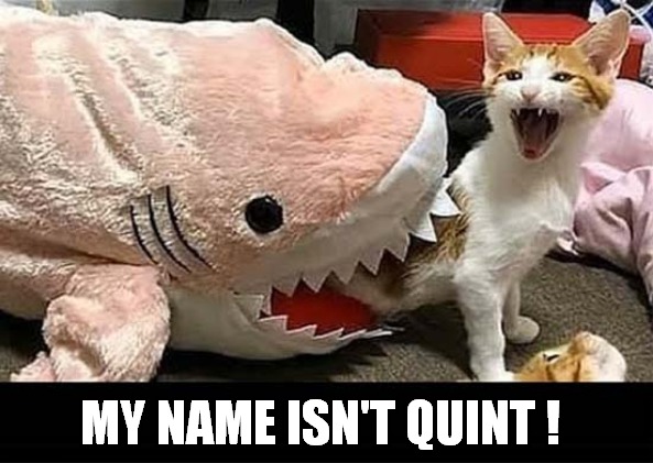 Cat Owner Loved Jaws ! | MY NAME ISN'T QUINT ! | image tagged in cats,jaws,shark | made w/ Imgflip meme maker
