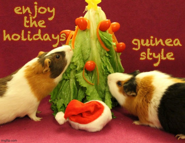 Happy holidays! | enjoy the holidays; guinea style | image tagged in holidays,christmas,guinea pig,cute | made w/ Imgflip meme maker