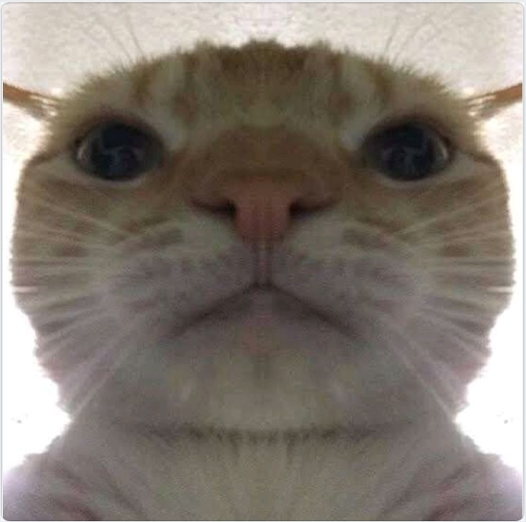 cat looking into your soul Blank Meme Template