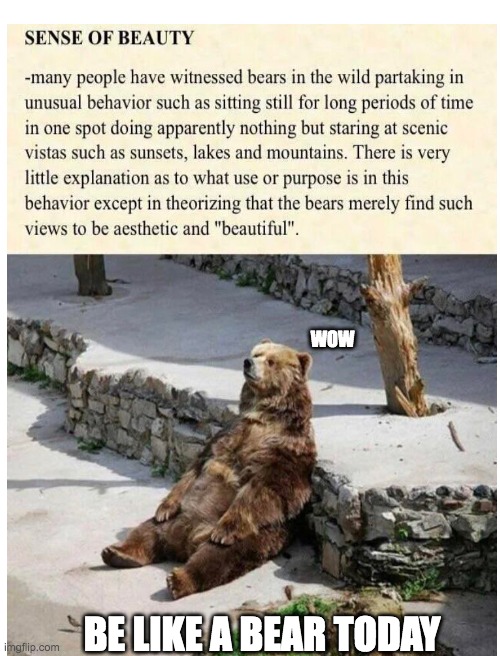 bear | WOW; BE LIKE A BEAR TODAY | image tagged in blank white template | made w/ Imgflip meme maker