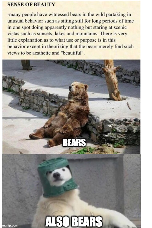 also bears | BEARS; ALSO BEARS | image tagged in blank white template | made w/ Imgflip meme maker