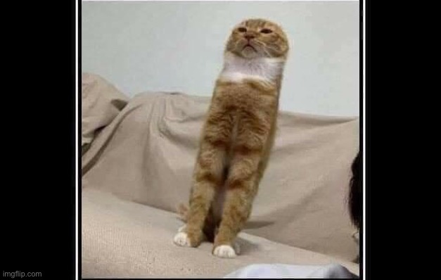 cats long legs Memes & GIFs - Imgflip