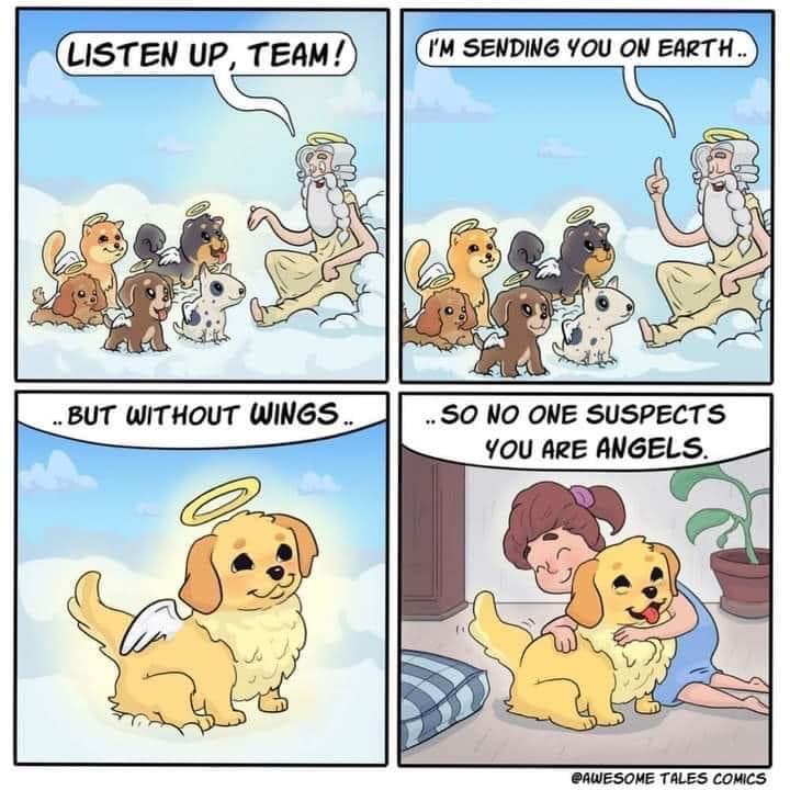 High Quality Dogs are angels without wings Blank Meme Template