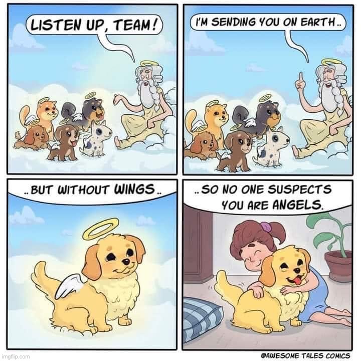 Dogs are angels without wings | image tagged in dogs are angels without wings | made w/ Imgflip meme maker