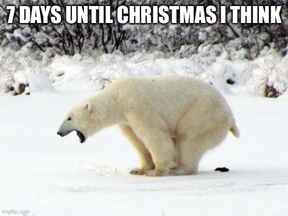 Yes | 7 DAYS UNTIL CHRISTMAS I THINK | image tagged in polar bear shits in the snow | made w/ Imgflip meme maker