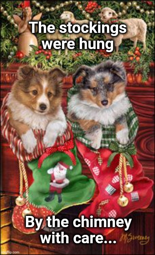 Sheltie Christmas | The stockings were hung; By the chimney with care... | image tagged in sheltie,christmas,stockings | made w/ Imgflip meme maker