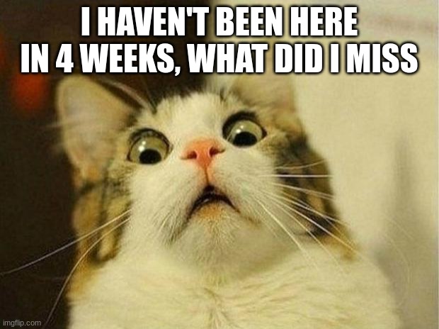 Scared Cat Meme | I HAVEN'T BEEN HERE IN 4 WEEKS, WHAT DID I MISS | image tagged in memes,scared cat | made w/ Imgflip meme maker
