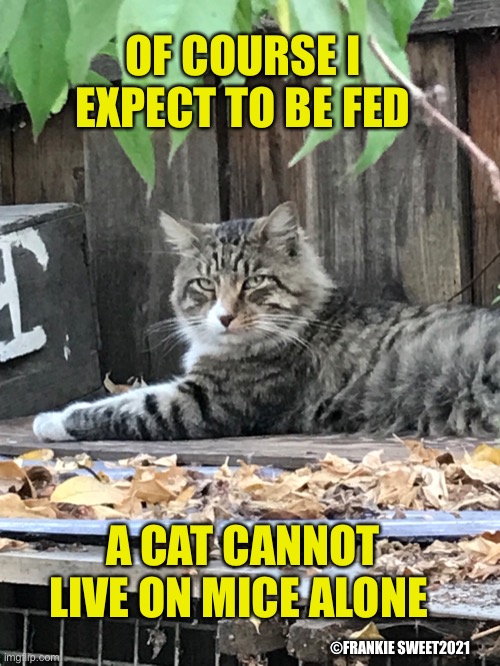 Of course I expect to be fed | OF COURSE I EXPECT TO BE FED; A CAT CANNOT LIVE ON MICE ALONE; ©FRANKIE SWEET2021 | image tagged in cat,pets,animals,feed,tabby cat,lazy cat | made w/ Imgflip meme maker