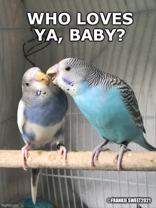 Who loves ya, baby? | WHO LOVES YA, BABY? ©FRANKIE SWEET2021 | image tagged in love,baby,birds,parakeets,pets,animals | made w/ Imgflip meme maker