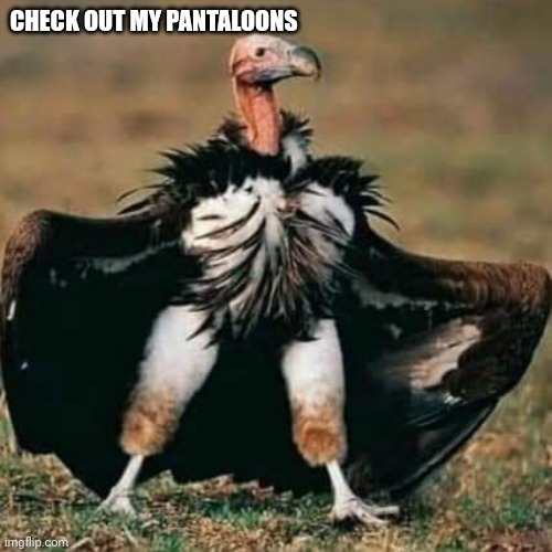 Check out my pantaloons | CHECK OUT MY PANTALOONS | image tagged in vulture,pants,fashion,clothes,check | made w/ Imgflip meme maker