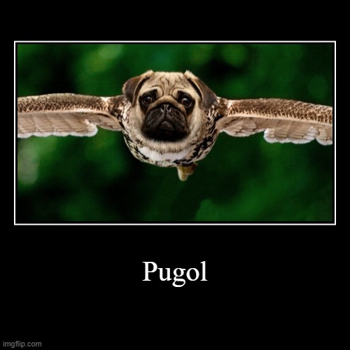 pug owl hybrid | image tagged in funny,demotivationals,memes,pug | made w/ Imgflip demotivational maker