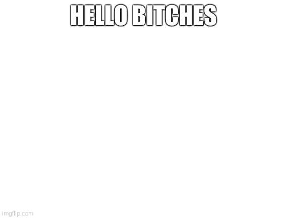 Blank White Template | HELLO BITCHES | image tagged in blank white template | made w/ Imgflip meme maker