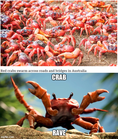 Crab Rave | image tagged in fun,crab rave,crab,meanwhile in australia | made w/ Imgflip meme maker