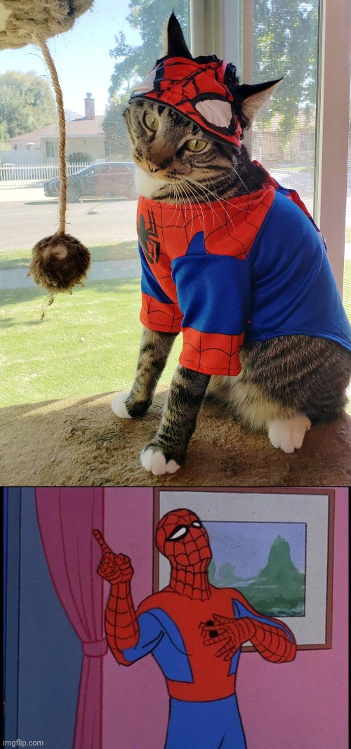 Cat Spider-Man | image tagged in spider-man 2,spider-man,cats,cat,memes,meme | made w/ Imgflip meme maker