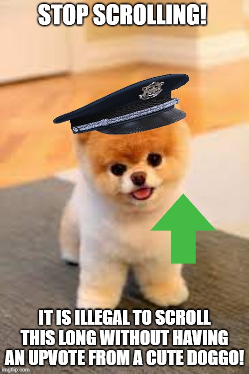 STOP SCROLLING! IT IS ILLEGAL TO SCROLL THIS LONG WITHOUT HAVING AN UPVOTE FROM A CUTE DOGGO! | image tagged in cute dog,doggo,upvotes,memes | made w/ Imgflip meme maker
