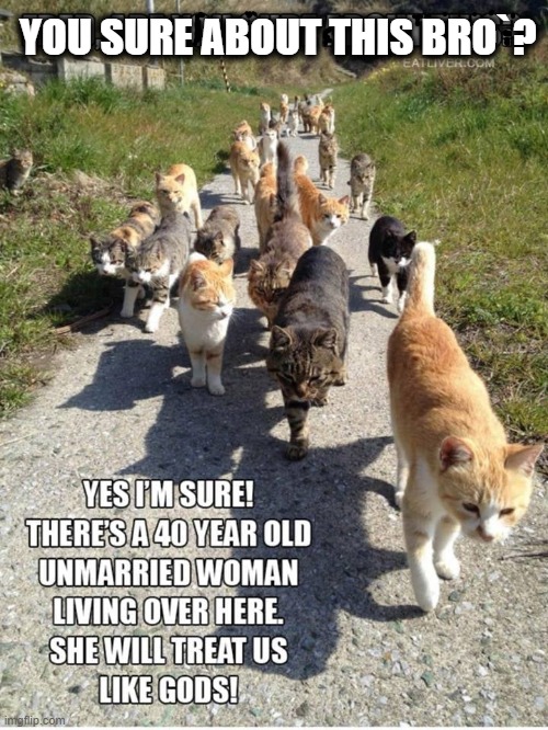 You sure bro` ? | YOU SURE ABOUT THIS BRO`? | image tagged in cat lady | made w/ Imgflip meme maker