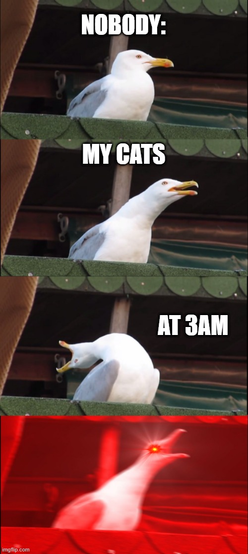 Inhaling Seagull | NOBODY:; MY CATS; AT 3AM | image tagged in memes,inhaling seagull | made w/ Imgflip meme maker