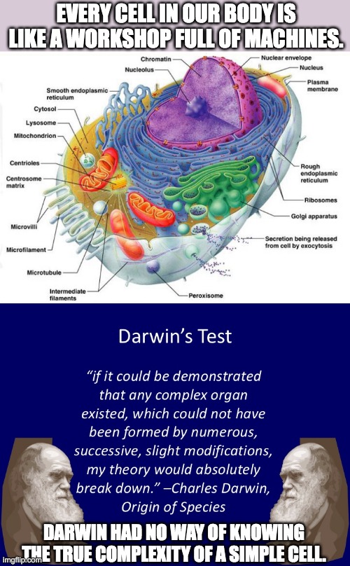 Darwin's Failed Test |  EVERY CELL IN OUR BODY IS LIKE A WORKSHOP FULL OF MACHINES. DARWIN HAD NO WAY OF KNOWING THE TRUE COMPLEXITY OF A SIMPLE CELL. | image tagged in charles darwin,biology,human evolution,creationism,evolution,atheism | made w/ Imgflip meme maker