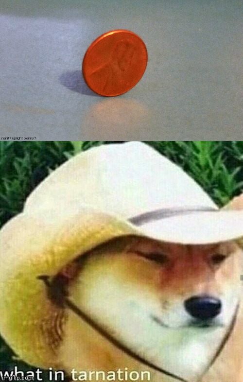 you are sus | nani!? upright penny? | image tagged in what in tarnation dog,penny,wait what,meme,doge | made w/ Imgflip meme maker