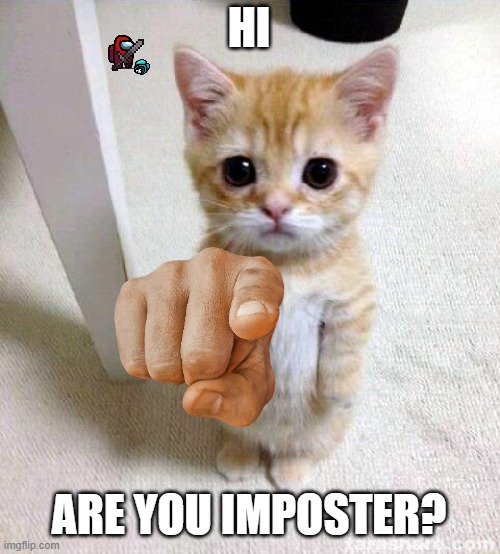 cat want to khow something... | HI; ARE YOU IMPOSTER? | image tagged in memes,cute cat | made w/ Imgflip meme maker