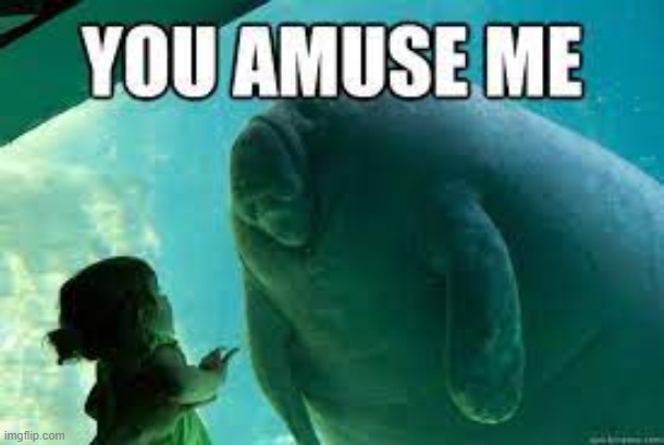 you amuse me | image tagged in you amuse me | made w/ Imgflip meme maker