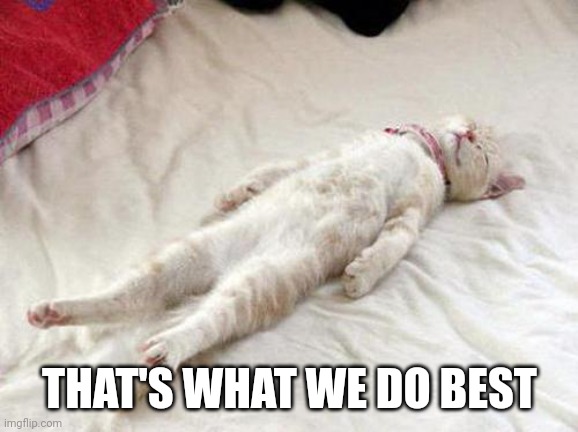 Cat sleep | THAT'S WHAT WE DO BEST | image tagged in cat sleep | made w/ Imgflip meme maker