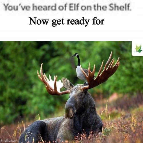 Now get ready for | Now get ready for | image tagged in animals | made w/ Imgflip meme maker