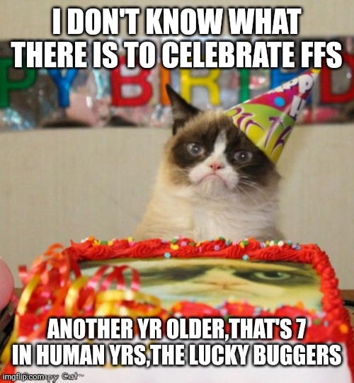 Grumpy Cat Birthday Meme | I DON'T KNOW WHAT THERE IS TO CELEBRATE FFS; ANOTHER YR OLDER,THAT'S 7 IN HUMAN YRS,THE LUCKY BUGGERS | image tagged in memes,grumpy cat birthday,grumpy cat | made w/ Imgflip meme maker