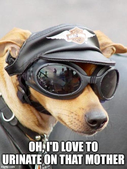 Harley Davidson Dog | OH, I'D LOVE TO URINATE ON THAT MOTHER | image tagged in harley davidson dog | made w/ Imgflip meme maker