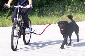 Bike leash dog Blank Meme Template