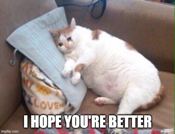 Crying cat | I HOPE YOU'RE BETTER | image tagged in crying cat | made w/ Imgflip meme maker