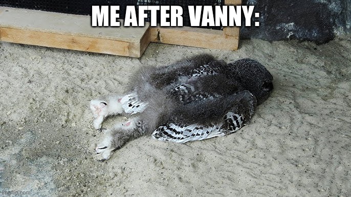 owl | ME AFTER VANNY: | image tagged in owl | made w/ Imgflip meme maker