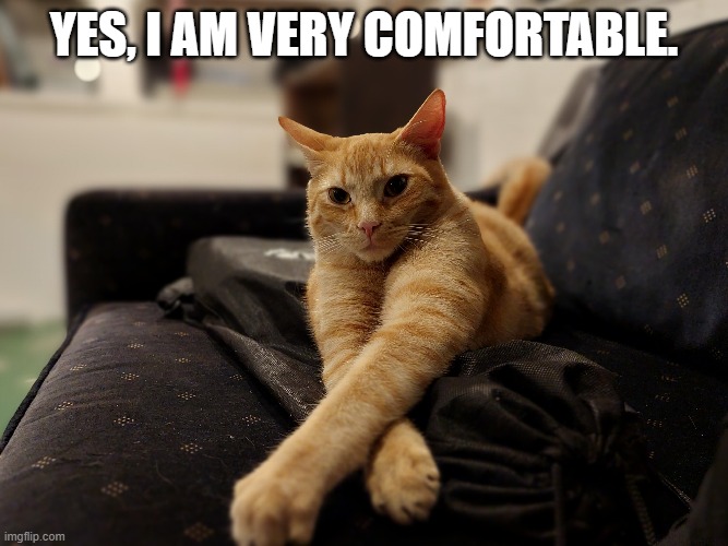 Comfortable Carmine |  YES, I AM VERY COMFORTABLE. | image tagged in cat,kitten,orange,catsrule | made w/ Imgflip meme maker