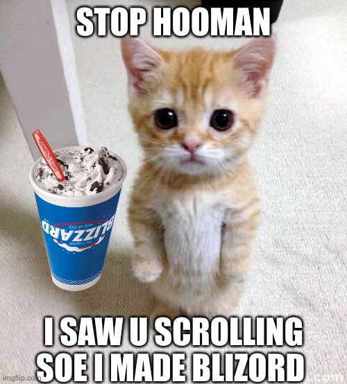 And it’s all for you! | STOP HOOMAN; I SAW U SCROLLING SOE I MADE BLIZORD | image tagged in memes,cute cat,blizzard | made w/ Imgflip meme maker