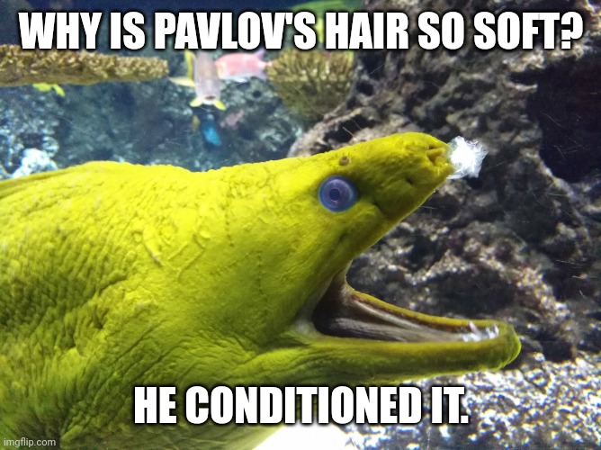 Laughting Moray Eel Pavlov | WHY IS PAVLOV'S HAIR SO SOFT? HE CONDITIONED IT. | image tagged in laughting moray eel | made w/ Imgflip meme maker