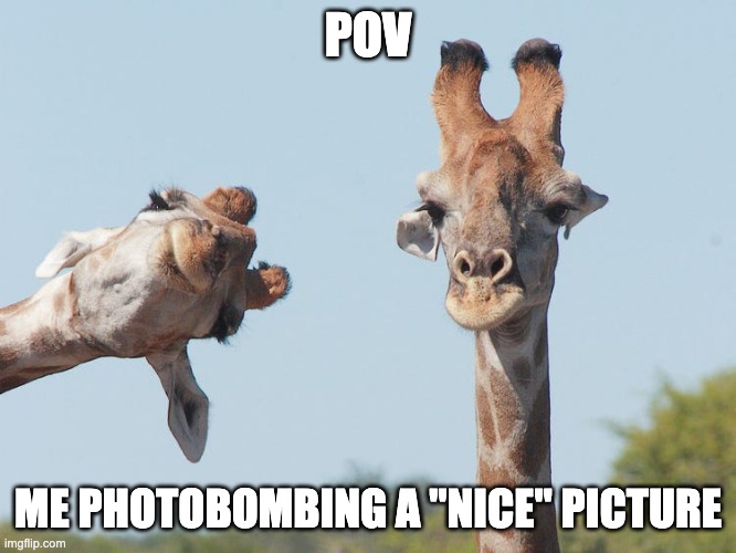 plEASE I CAN'T | POV; ME PHOTOBOMBING A "NICE" PICTURE | image tagged in jackalopianswhereuat,funny,memes,pov,photobombing,giraffe | made w/ Imgflip meme maker