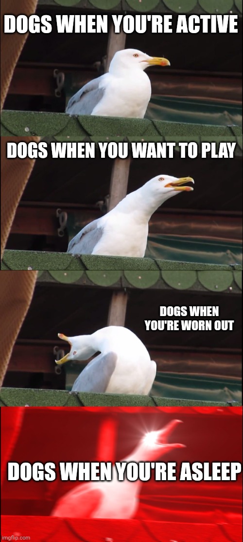 Inhaling Seagull | DOGS WHEN YOU'RE ACTIVE; DOGS WHEN YOU WANT TO PLAY; DOGS WHEN YOU'RE WORN OUT; DOGS WHEN YOU'RE ASLEEP | image tagged in memes,inhaling seagull | made w/ Imgflip meme maker