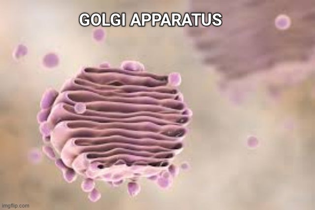 GOLGI APPARATUS | made w/ Imgflip meme maker