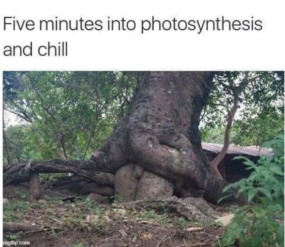 tree | made w/ Imgflip meme maker