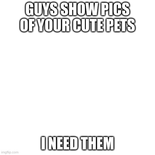 Title | GUYS SHOW PICS OF YOUR CUTE PETS; I NEED THEM | image tagged in memes,blank transparent square | made w/ Imgflip meme maker