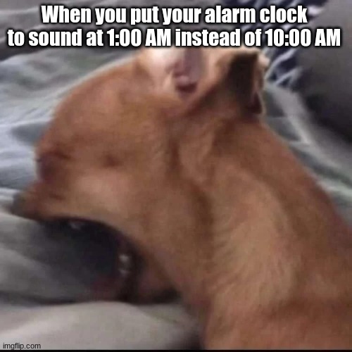 Based on a true story |  When you put your alarm clock to sound at 1:00 AM instead of 10:00 AM | image tagged in chihuahua,why are you reading this,help me,help,im locked,in somebodys basement | made w/ Imgflip meme maker