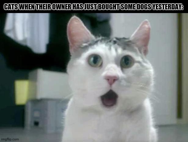 OMG Cat | CATS WHEN THEIR OWNER HAS JUST BOUGHT SOME DOGS YESTERDAY: | image tagged in memes,omg,kitty | made w/ Imgflip meme maker