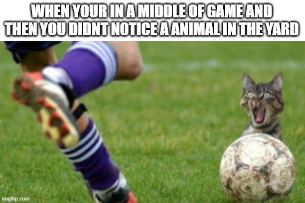 WHEN YOUR IN A MIDDLE OF GAME AND THEN YOU DIDNT NOTICE A ANIMAL IN THE YARD | image tagged in sports,animal | made w/ Imgflip meme maker