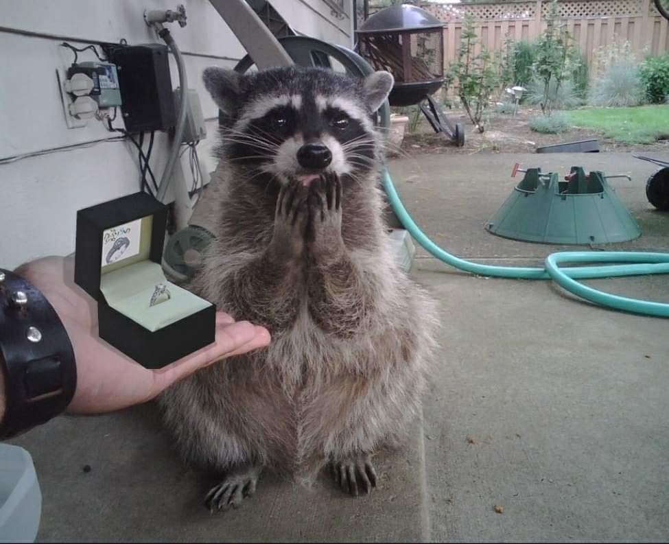 Racoon given a gift Blank Meme Template